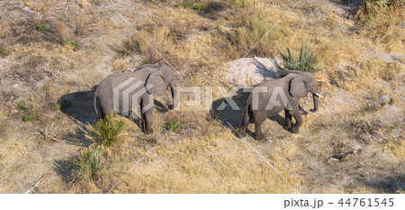 Elephants in the Okavango delta (Botswana) 44761545