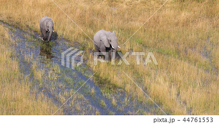 Elephants crossing water in the Okavango delta 44761553
