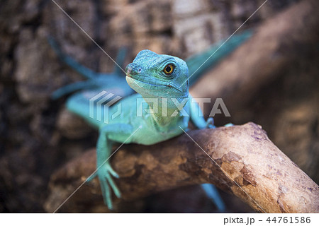Green basilisk lizard in zoological garden close-up on a branch 44761586
