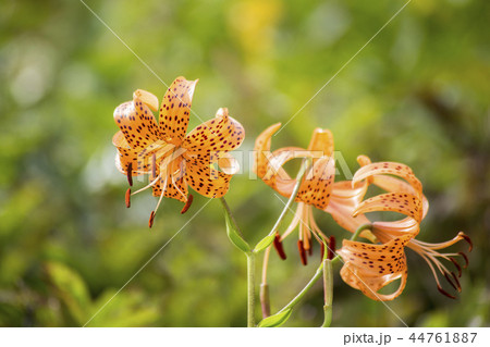 コオニユリ 44761887