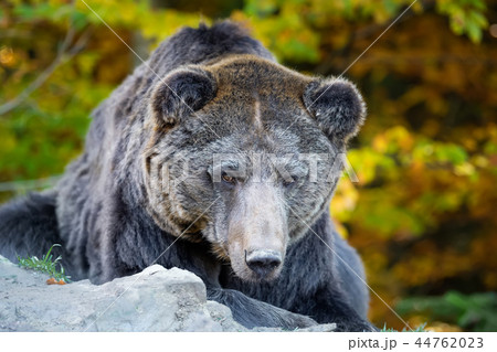 Bear (Ursus arctos) in autumn forest 44762023