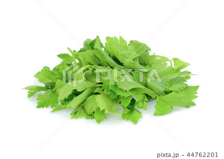 pile of coriander leaves isolated on white  44762201