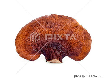 lingzhi mushroom isolated on white background 44762326