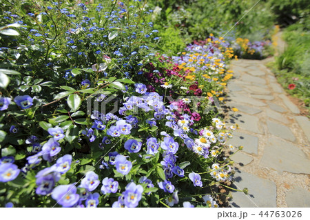 アカオフォレスト 初夏の花畑 アカオフォレスト 初夏の花畑 44763026