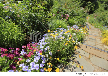 アカオフォレスト　初夏の花畑　 44763027