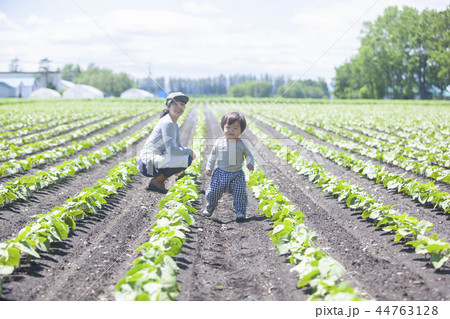 畑の親子 44763128