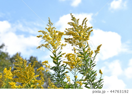 セイタカアワダチソウ（背高泡立草） 44763192