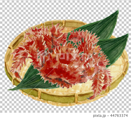 Hanasaki ga Nizaru Sasa蟹殼材料[水彩插圖] 44763374