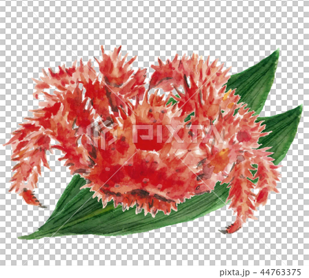 Hanasaki Gani Sasa蟹殼材料[水彩插圖] 44763375