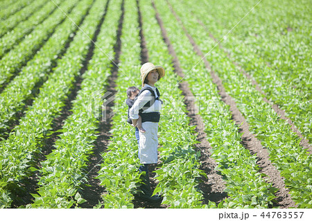 畑　おんぶして仕事 44763557