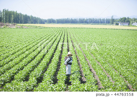 畑　おんぶして仕事 44763558