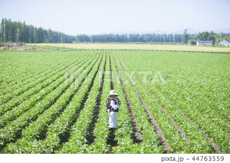 畑　おんぶして仕事 44763559