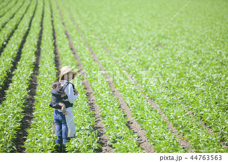 畑　おんぶして仕事 44763563
