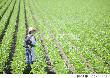 畑　おんぶして仕事 44763564