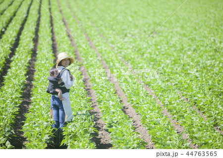 畑　おんぶして仕事 44763565