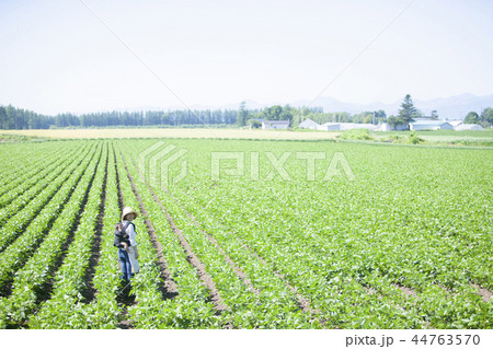 畑　おんぶして仕事 44763570