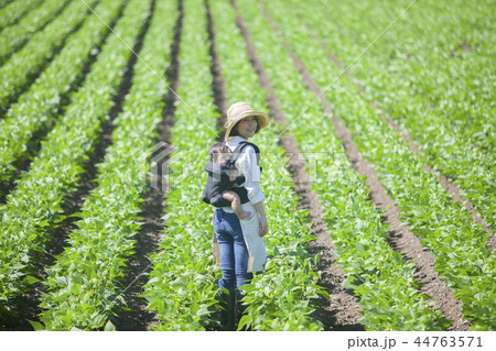 畑　おんぶして仕事 44763571