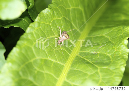 カネタタキ 44763732