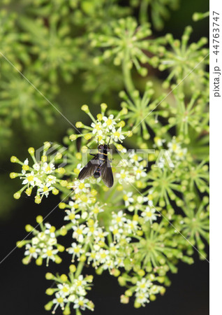 トラフヒラタヤドリバエ 44763747