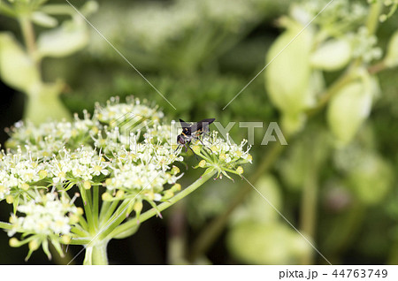 トラフヒラタヤドリバエ 44763749