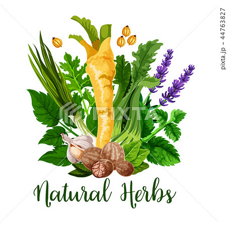 Natural herbs and green organic seasonings spices 44763827