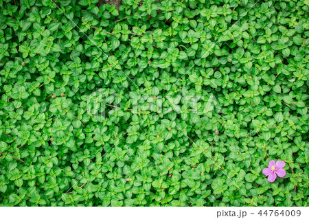 Background green leaf on the natural. Background green leaf on the natural. 44764009