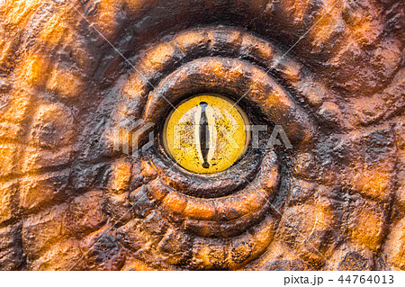 Eyes of the dinosaur hunters. 44764013