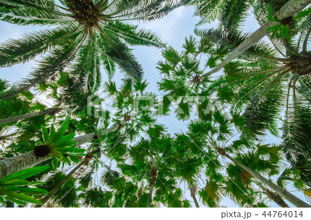 Palm trees on the beach . 44764014