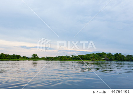 Panorama from Amazon rainforest, Brazilian wetland 44764401