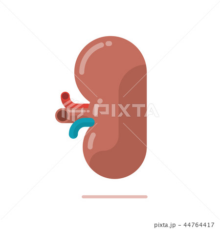 Flat design illustration of human kidney 44764417