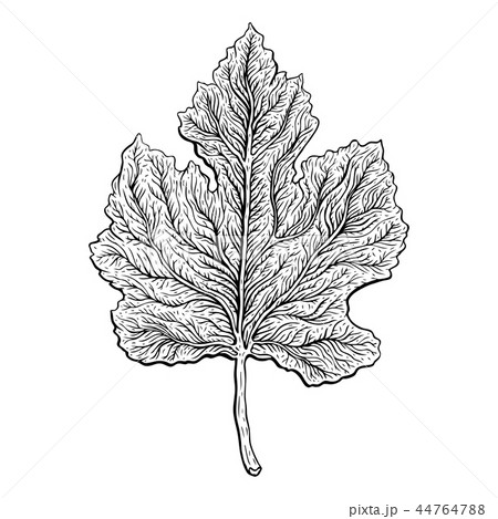 Leaf drawing assignment  Kellers Blog Site