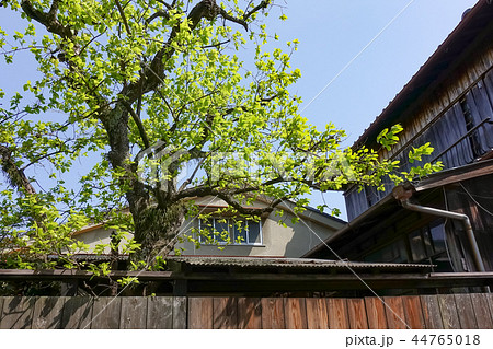 アジア人 アジアン アジア風 44765018