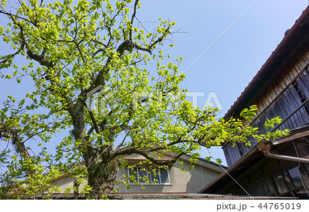 アジア人 アジアン アジア風 44765019