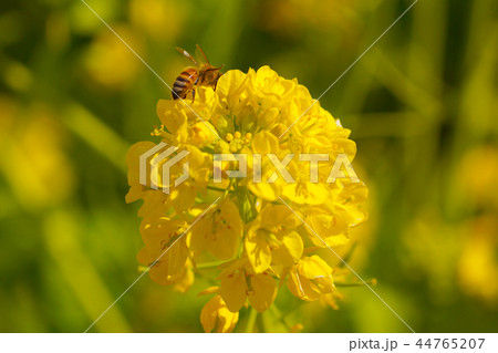 菜の花とミツバチ 44765207