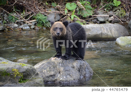 知床のヒグマ 知床のヒグマ 44765479