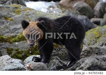 鮭をくわえたヒグマ 44765482