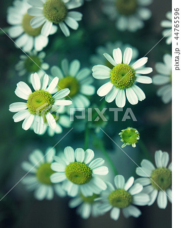 マトリカリアのクローズアップ 44765596