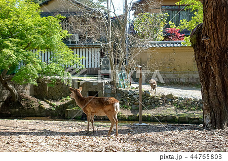 鹿 シカ しか 44765803