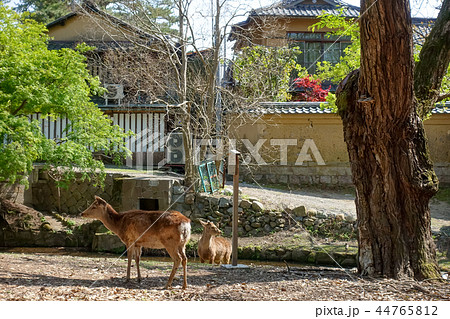鹿 シカ しか 44765812