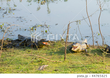 caiman which heats up in the morning sun. 44765825