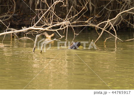 Giant otter from Pantanal, Brazil 44765917