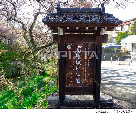 ピンクの雲の中に居るような高遠の小彼岸桜 ピンクの雲の中に居るような高遠の小彼岸桜 44766107
