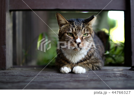 猫 ニャン ペット 44766327