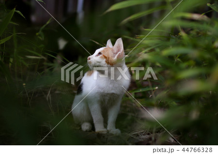 猫 ニャン ペット 44766328