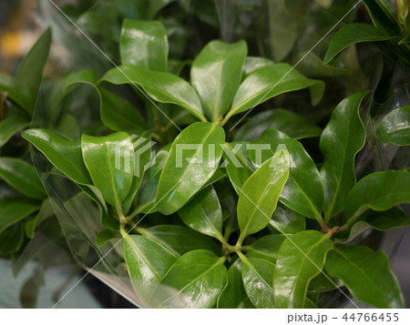 シキミ シキミ 44766455