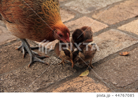にわとりの親子 にわとりの親子 44767085