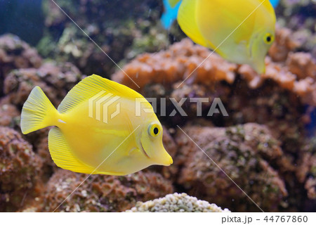 Zebrasoma fish in aquarium 44767860