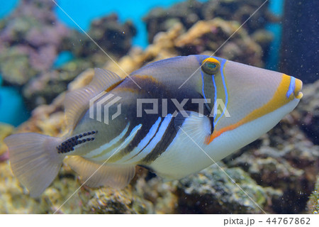 Lagoon triggerfish Coral reef 44767862