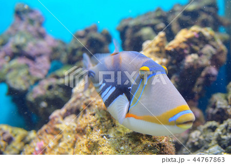 Lagoon triggerfish Coral 44767863