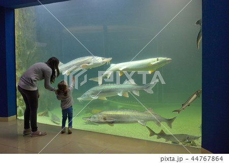 Little girl looking at fish tank 44767864